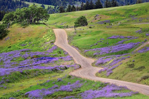 Jones, Adam 아티스트의 Bald Hills Road through lupine flowers-California작품입니다.